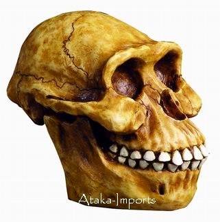 AUSTRALOPITHECUS HUMAN SKULL HEAD-HOMINID SPECIES (6185)