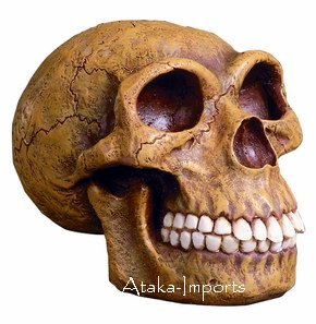 HOMO NEANDERTHALENSIS HUMAN SKULL HEAD-HUMAN ANCESTORS (6187)