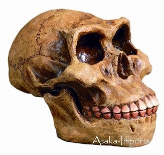 HOMO ERECTUS HUMAN SKULL-SKELETONS-EXTINCT (6186)