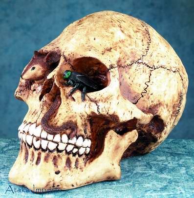 BIZARRE MONEY BANK-SKULL w RAT & FLY-BUY NOW HALLOWEEN (4981)