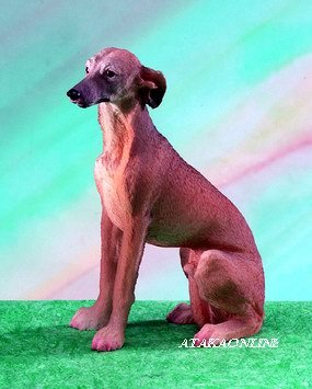 WHIPPET DOG FIGURINE (5147)