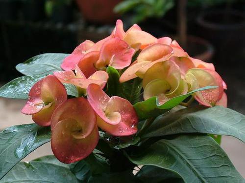 Euphorbia milii , crown of thorns , Amazing, Rare By Thailandnursery