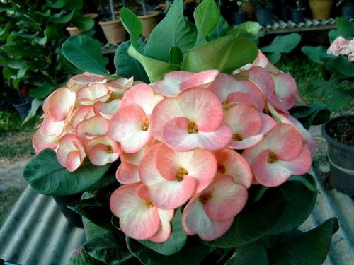 Euphorbia milii , crown of thorns , Amazing, Rare By Thailandnursery