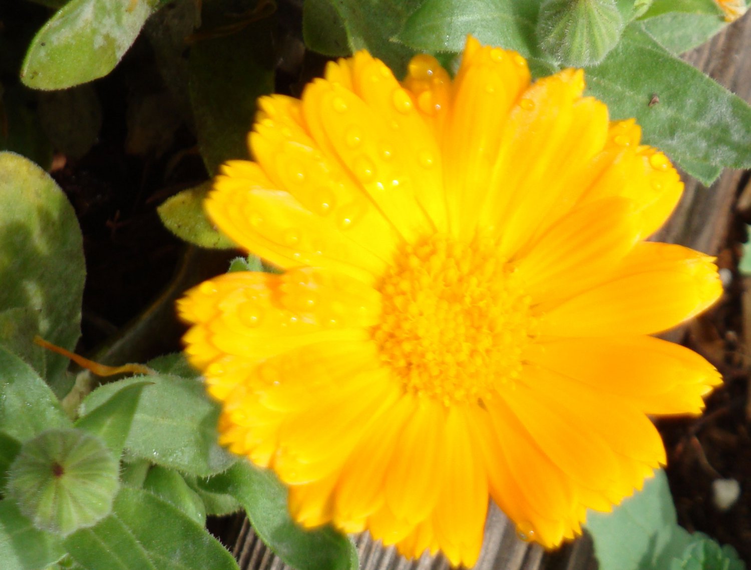 Sea of Gold & Orange Mix Calendula Seeds - Double & Single Petals