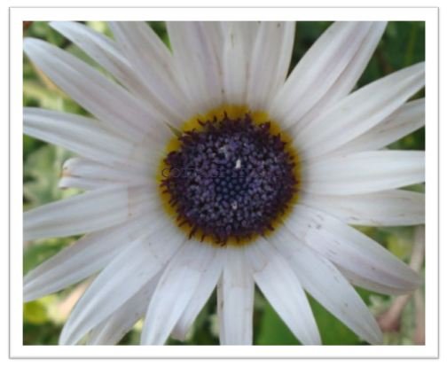 Blue-Eyed Daisy Seeds