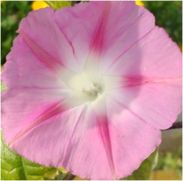 Morning Glory Mix - Candy-stripe & Ott's Seeds