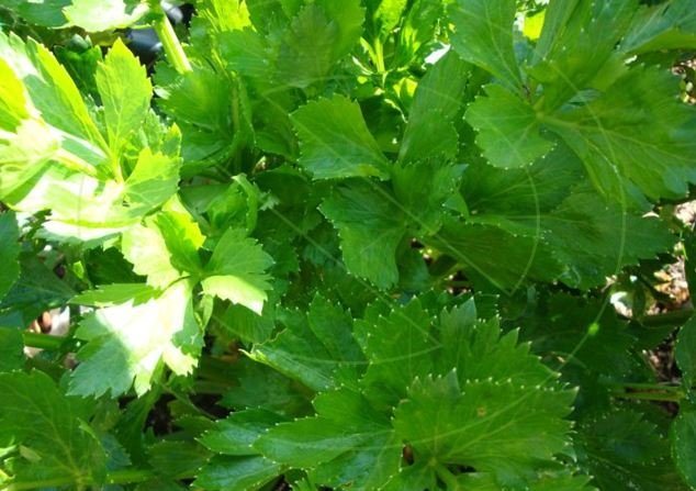 California Giant Celery Seeds