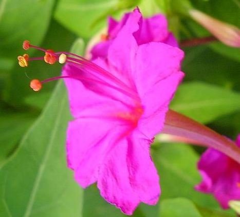 Magenta Four O'Clocks Seeds
