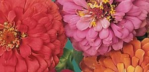 California Giants Mix Zinnia Seeds