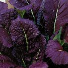 Red Giant Mustard Seeds