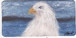 Sea Eagle