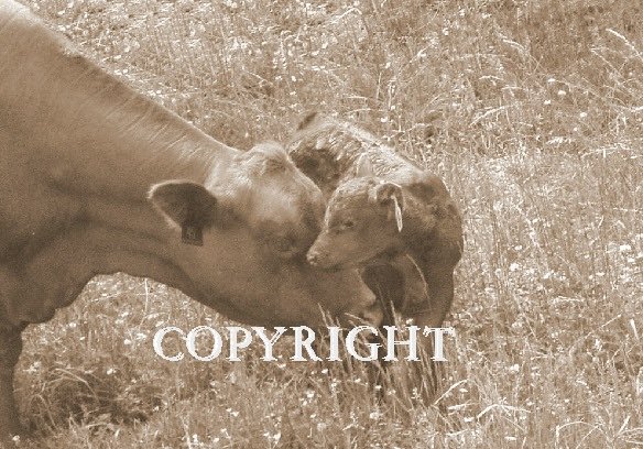 A Mother's Love