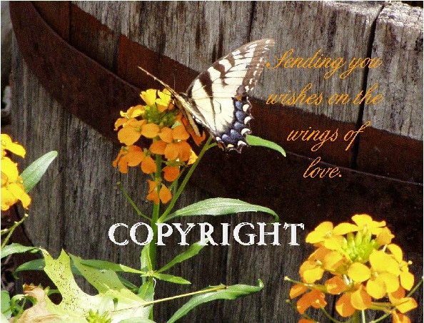 Flower's & Butterfly