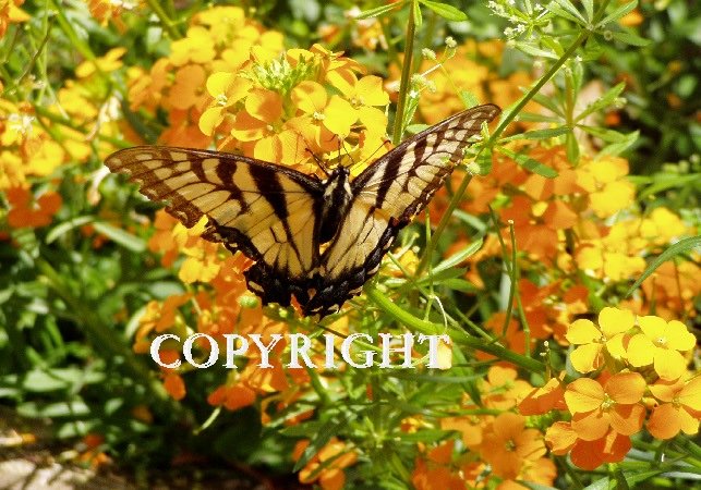 Butterfly