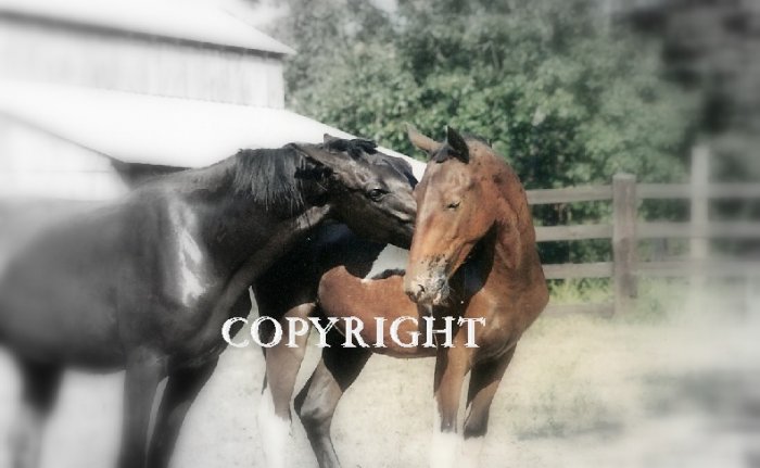 Montana & Apache