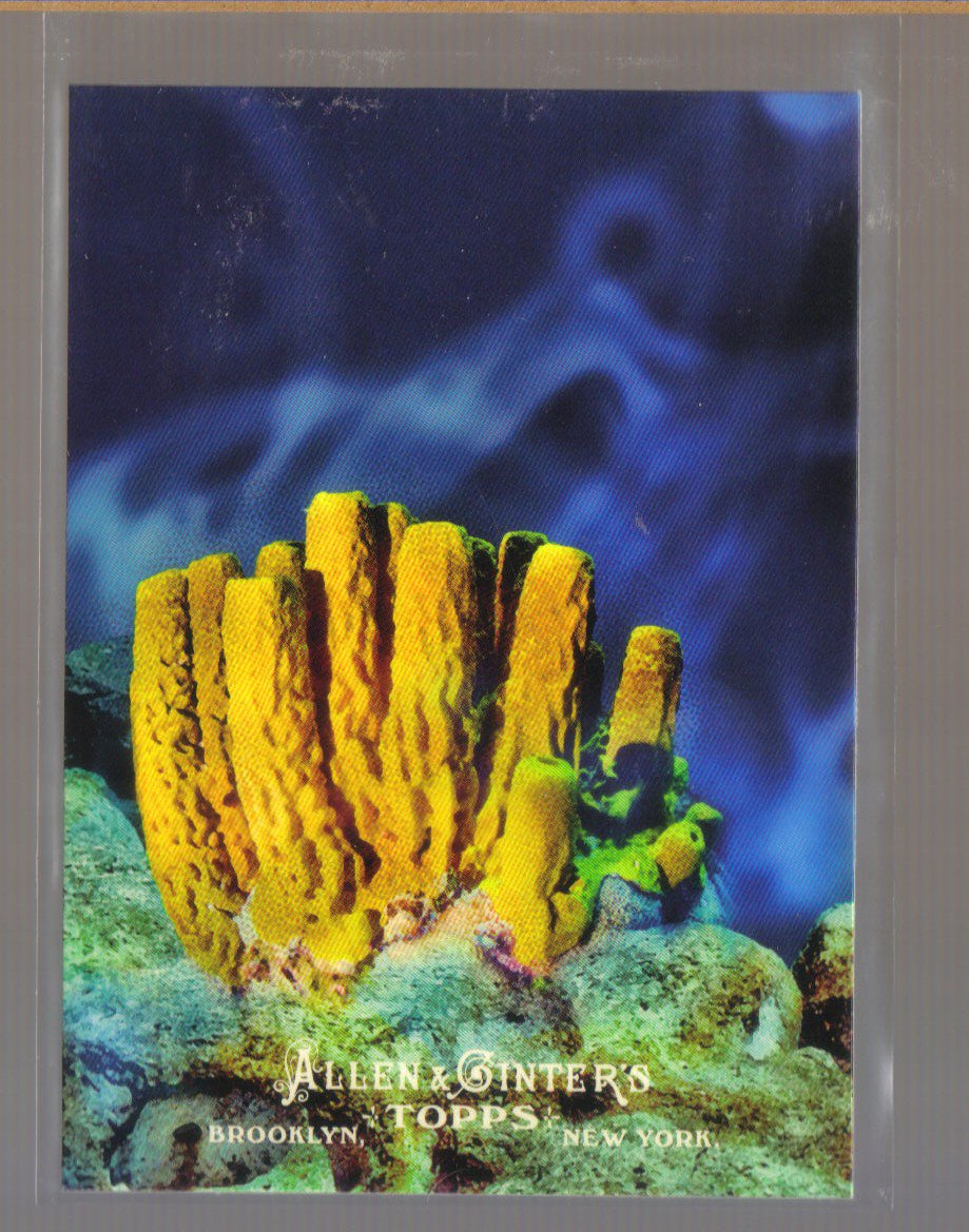 2011 Topps Allen & Ginter Ascent of Man #4 PORIFERA Sponges