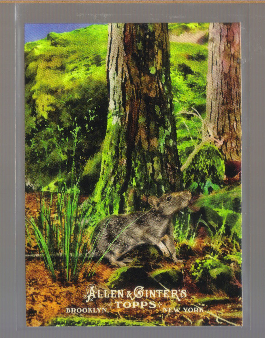 2011 Topps Allen & Ginter Ascent of Man #13 EUTHERIANS Eomaia Scansoria