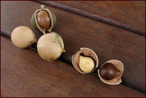 Pure Tahitian Tamanu Oil (UNREFINED)