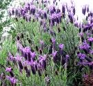 Sugar Scrub-Lavender