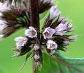 Salt Scrub-Watermint