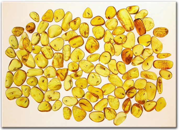 Baltic amber stone with genuine fossil insect inclusion