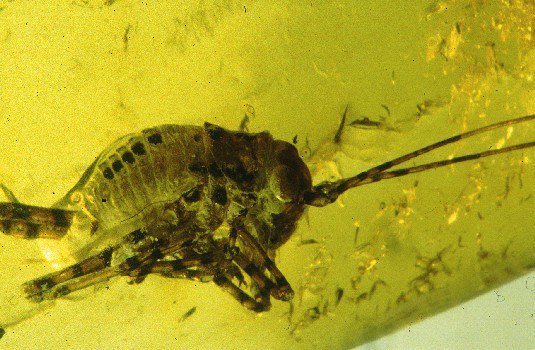Cricket fossil insect inclusion in Baltic amber