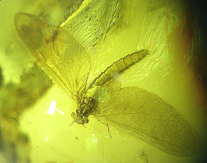 Mayfly fossil insect inclusion in Baltic amber