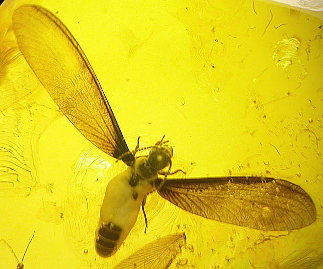 Great termite insect inclusion in Baltic fossil amber