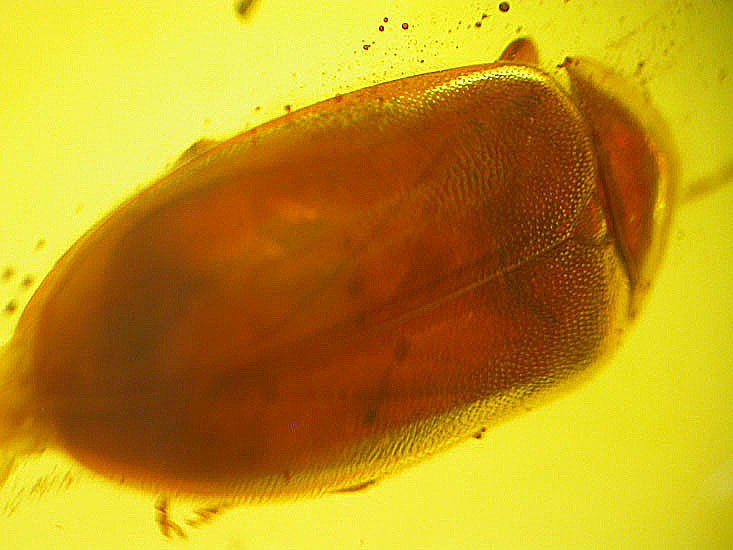 Superb beetle fossil insect inclusion in Baltic amber
