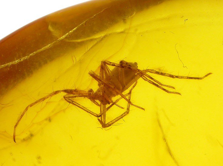 Great large fossil spider inclusion in Baltic amber