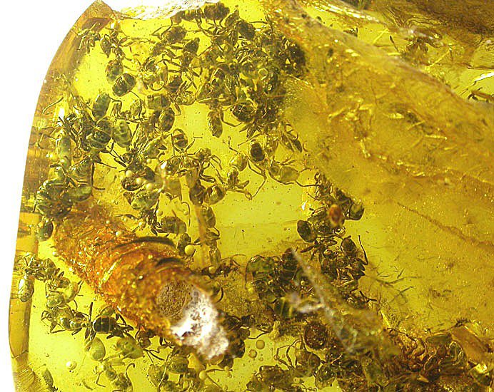 Swarm of ant insect fossil inclusions in Baltic amber