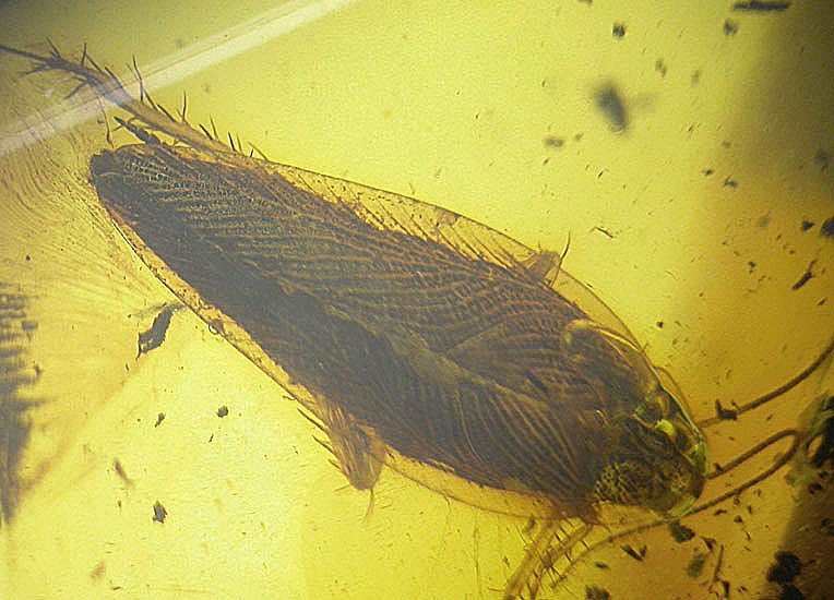 Huge fossil cockroach insect inclusion in Baltic amber