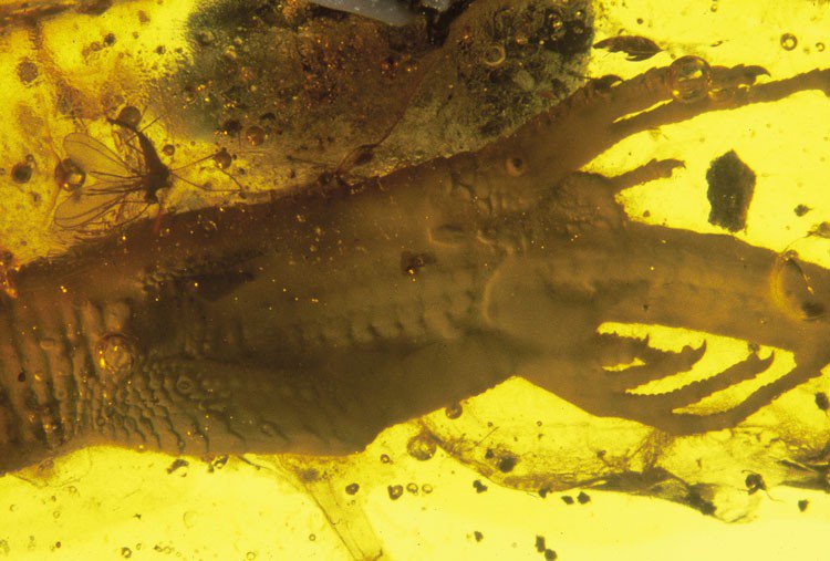 Lizard fossil inclusion in Baltic amber