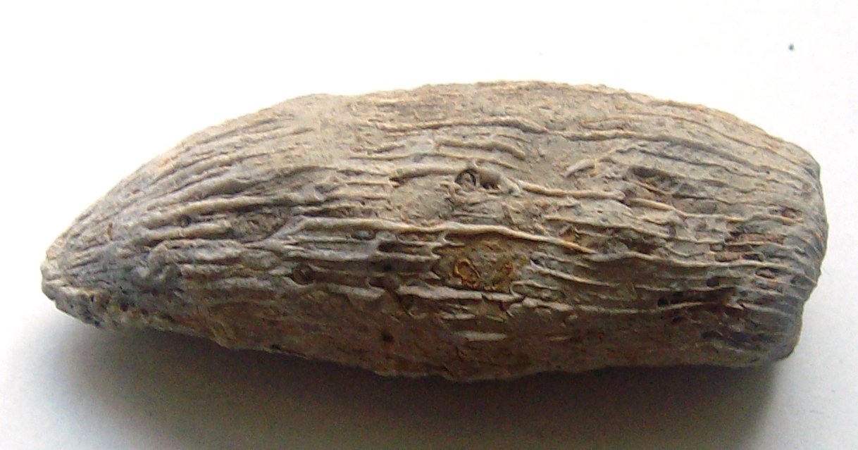 horn coral