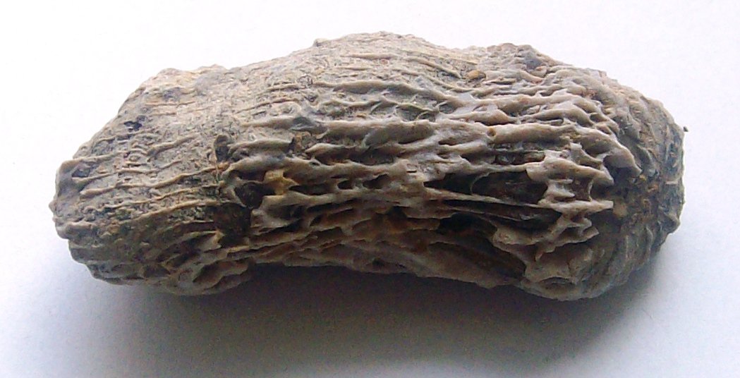 horn coral lower cretaceous