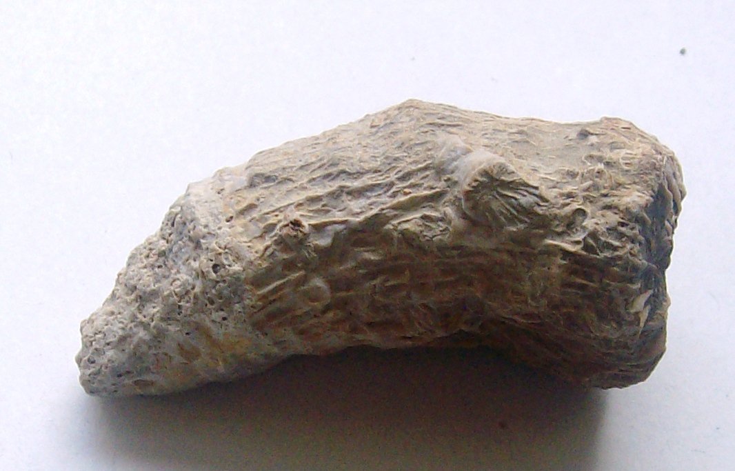 horn coral