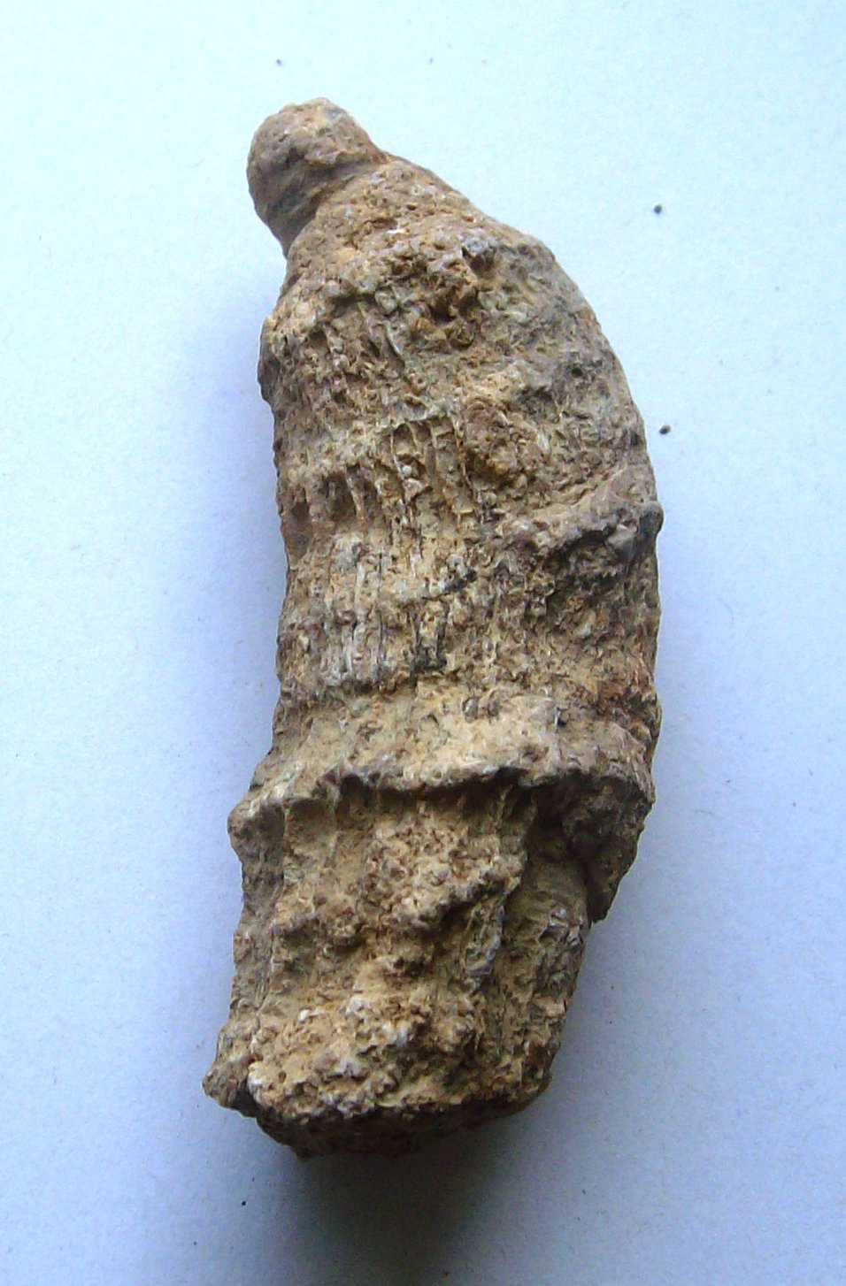 horn coral