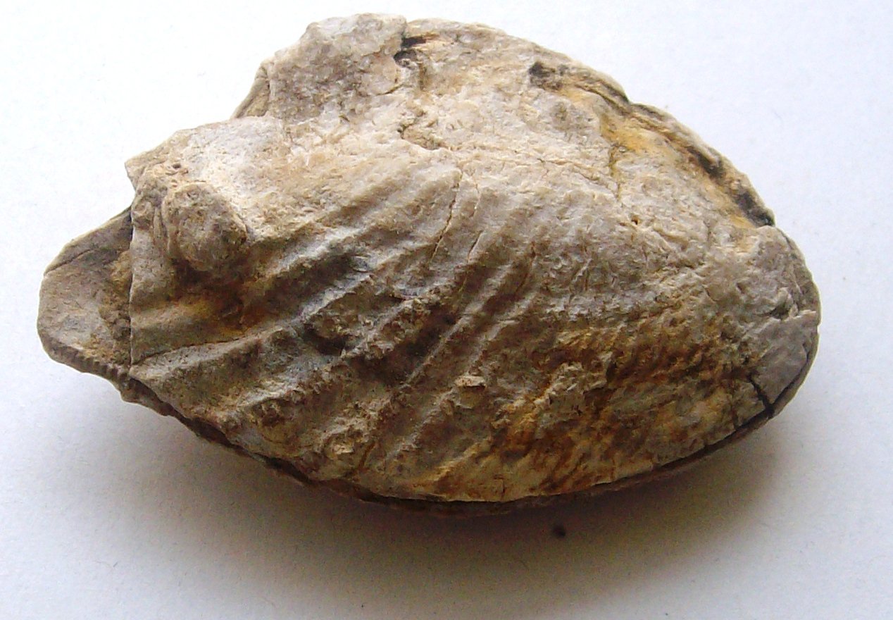 bivalvia lower cretaceous