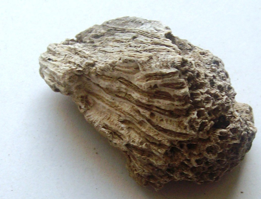 coral colony