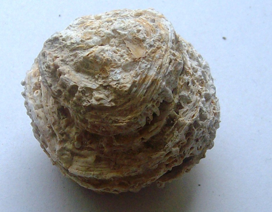 miocene coral