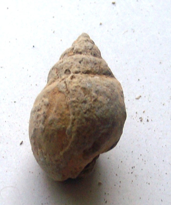 gastropoda lower cretaceous