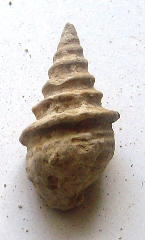 gastropoda lower cretaceous
