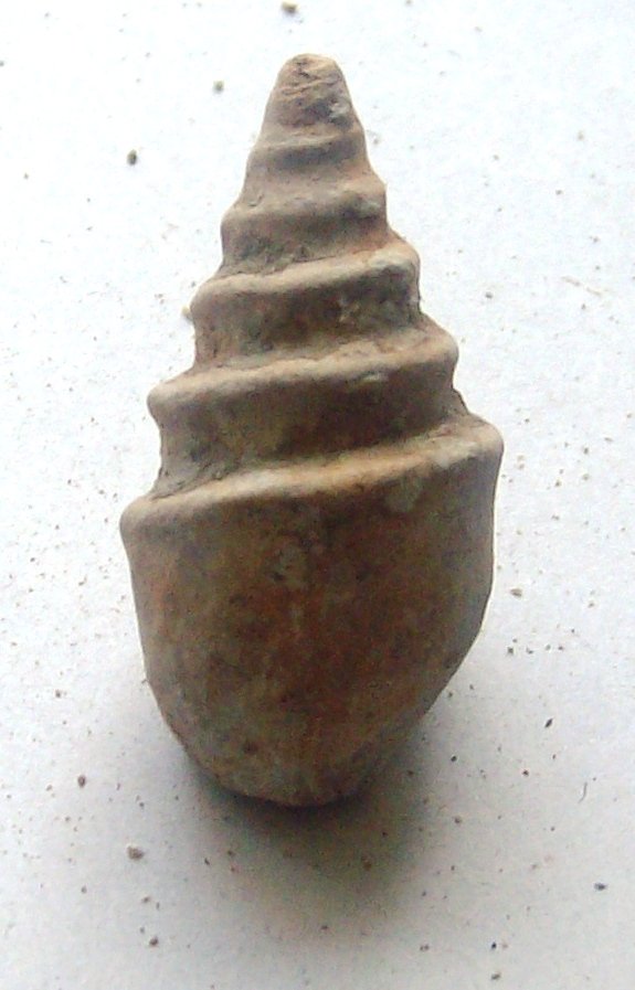 gastropoda cretaceous