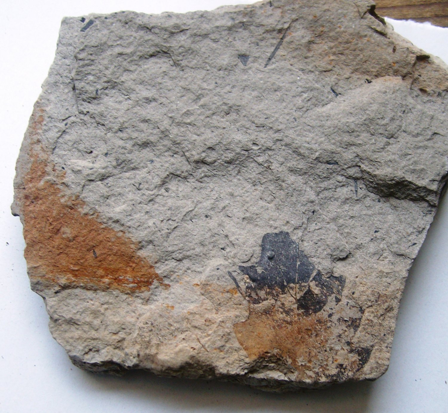 plant matrix from the paleozoi