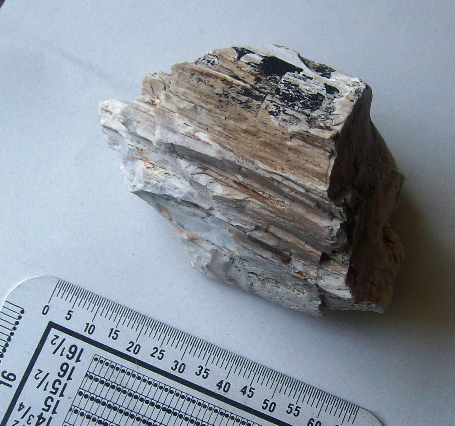 fossil wood