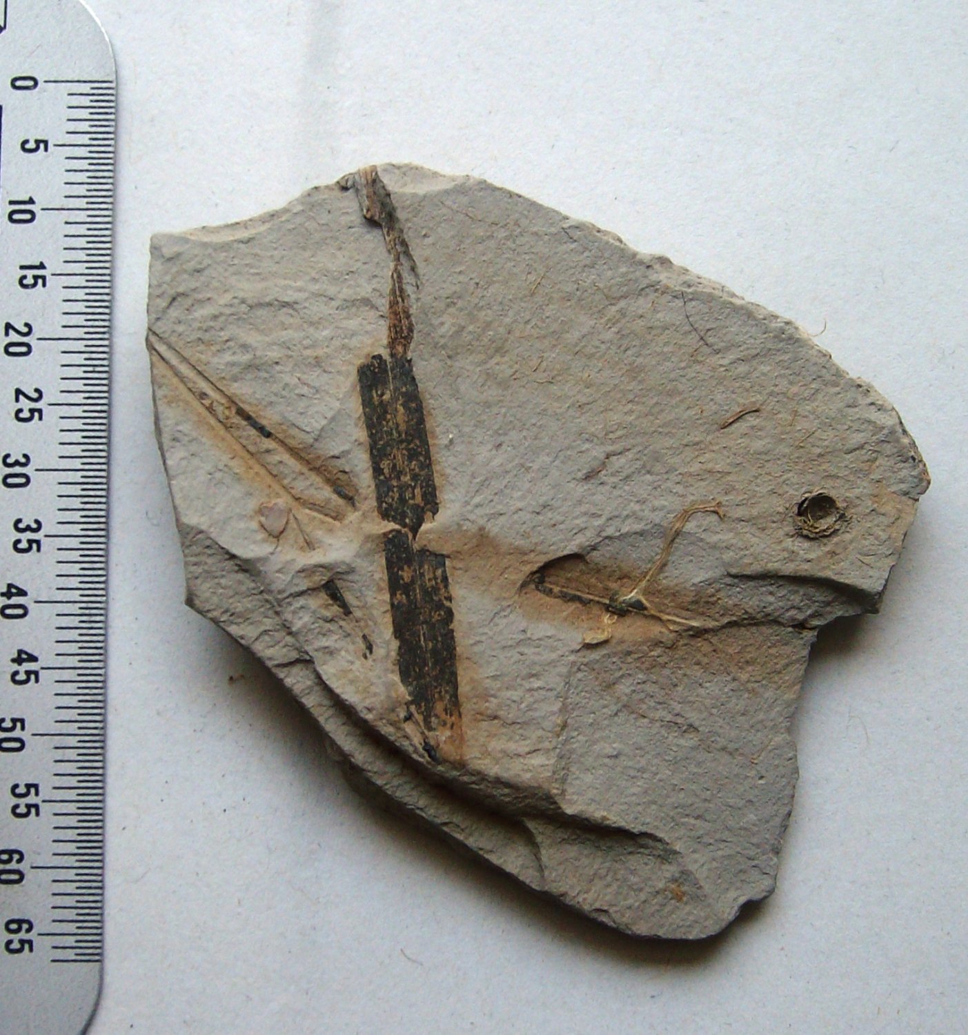 plant matrix from the paleozoi