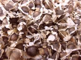 Moringa Oleifera Seeds (1000 Pack)