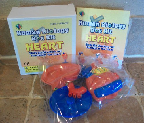 2 ~ Human Biology Box Kits ~ Heart ~ 3D Model