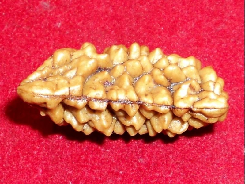 1 mukhi rudraksha / 1 face rudraksha / one mukhi rudraksh