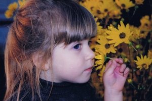 Helianthus Flower Seeds
